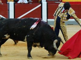 Alejandro Talavante con el primer Torrestrella de su lote. (FOTO:Ana López/Burladero.com)